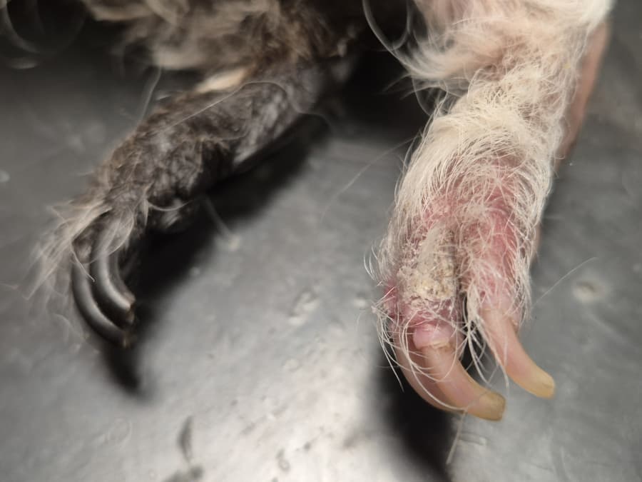 2025-11-12-morčata plísně-20250912_142549.jpg